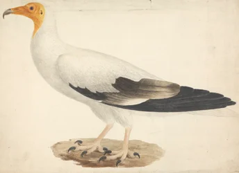 Neophron percnopterus (egyptisk gribb)
