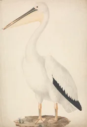 Pelecanus onocrotalus (stor hvit pelikan)