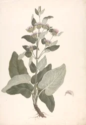 Phlomis herba-venti L. : ferdig tegning