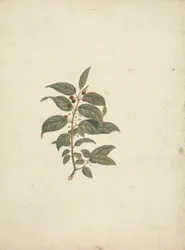 Rhamnus prinoides L'Herit. (African Buckthorn): ferdig tegning uten detaljer og tilsatt bær