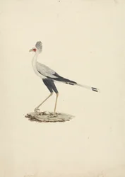 Sagittarius serpentarius (Sekretærfugl)