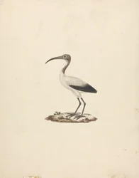 Threkiornis ethiopicus (afrikansk hellig ibis)