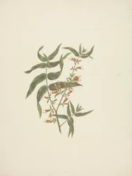 Woodfordia uniflora (A. Rich.) Koehne: ferdig tegning av blomstrende skudd