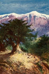 Cedars of Libanon - Matt. xii. 33, c1924. Skapere: James Clark, Henry A Harper.