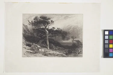 Old Cedars, Coast of Maine (blekk, penn, blyant)