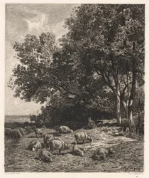 Sauer på beite