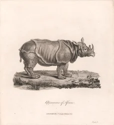 Neshorn i Afrika
