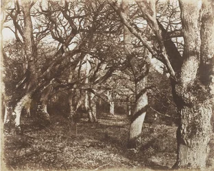 Et kikk i Leigh Woods, 1853-56.