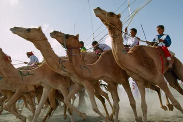 Kameler stormer frem under Omans kamelløp på nasjonaldagen. Veddeløpsbanen i Al Falaj-distriktet, Oman.