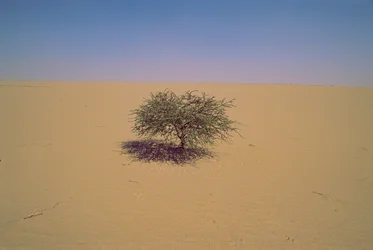 Isolert tre i en ørken i Niger, Afrika. Kanskje «Arbre du Tenere» eller tilsynelatende gr...