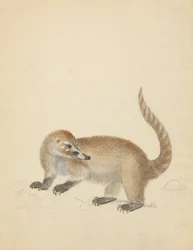 Fra Coatimundi