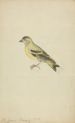 En finke (siskin?)