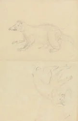 Et pattedyr (coatimundi?) og en primat (marmoset?). En Coatimundi og en løvehodet silkeaper