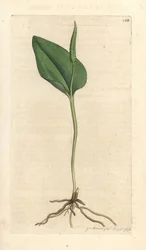 Huggormtunge, Ophioglossum vulgatum (Ophioglossum) Håndfarget kobberstikk etter en illustrasjon av James Sowerby fra James Smith's English Botany, London