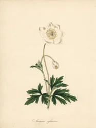 Anemone av borekronene - Snowdrop anemone, Anemone sylvestris. Hentet fra en illustrasjon av James Sowerby i William Curtis' "Botanical Magazine." Håndfarget sinkograf av C. Chabot tegnet av Miss MA Burnett fra hennes "" Plantae Uti