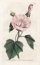 Årlig lilla eller kvartalsvis lavater - Litografi av James Sowerby (1757-1822), fra William Curtis's Botanical Magazine (1746-1799)