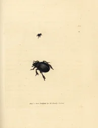 Aphodius arenarius bille (Scarabaeus ovalis). Håndfarget kobberstikk av James Sowerby fra The British Miscellany, eller fargede figurer av nye, sjeldne eller lite kjente dyreemner.