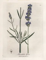 Apic lavendel. Håndfarget kobberstikk fra en tegning av James Sowerby (1757-1822), i Botanique Medicinale