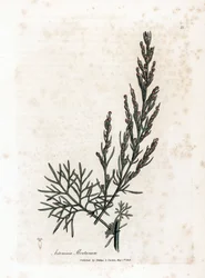 Aurone eller sitrongress eller sagebrush sitrongress - Southernwood, Artemisia abrotanum. Håndfarget kobberstikk fra en botanisk illustrasjon av James Sowerby fra William Woodville og Sir William Jackson Hookers "" Medical Botany,"" Joh
