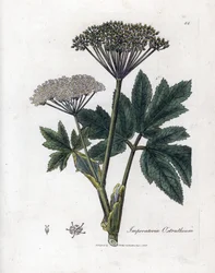 Benzoin eller Imperatory - Vanlig masterwort, Imperatoria ostruthium. Håndfarget kobberstikk fra en botanisk illustrasjon av James Sowerby fra William Woodville og Sir William Jackson Hookers "" Medical Botany,"" John Bohn, London