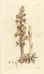 Fuglerede-orkidé, Neottia nidus-avian (Fugleredet ophrys, Ophrys nidus-avia). Håndfarget kobberstikk etter en illustrasjon av James Sowerby fra James Smith's English Botany, London