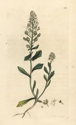 Bitter candytuft, Iberis amara. Håndfarget kobberstikk etter en illustrasjon av James Sowerby fra James Smith's English Botany, London