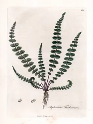 Svart doradilla eller falsk kapillær (bregne) - Vanlig jomfruhårbregne eller miltort, Asplenium trichomanes. Håndfarget kobberstikk fra en botanisk illustrasjon av James Sowerby fra William Woodville og Sir William Jackson Hookers "" Medical Bo
