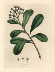 Blåblomstret, laurbærblad canella, Canella alba, Canella winterana