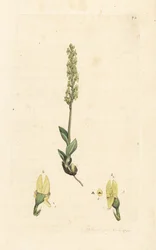 Myrorkide, Hammarbya paludosa (myr-tvåblad, Malaxis paludosa). Håndfarget kobberstikk etter en illustrasjon av James Sowerby fra James Smith's English Botany, London