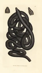 Støvlesnøreorm, Lineus longissimus. Håndfarget kobberstikk av James Sowerby fra The British Miscellany, eller fargede figurer av nye, sjeldne eller lite kjente dyreemner.