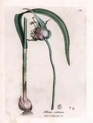 Botanisk tavle: Dyrker hvitløk (Allium sativum) som viser løk, blader og lilla blomster. Håndfarget kobbergravering fra en illustrasjon av James Sowerby. Utdrag fra boken til William Woodville og Sir William Jackson Hooker "" Botanique medic