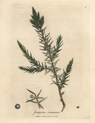 Grein og bær av vanlig einer, Juniperus communis