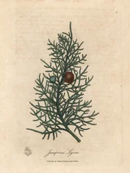 Gren og bær av sedertreet, Juniperus lycia