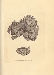 Brødsmulesvamp, Halichondria panicea (kompakt rørformet svamp; Spongia compacta). Håndfarget kobberstikk av James Sowerby fra The British Miscellany, eller fargede figurer av nye, sjeldne eller lite kjente dyreemner.
