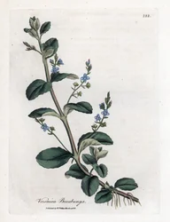Brooklime speedwell, Veronica beccabunga. Håndfarget kobberstikk fra en botanisk illustrasjon av James Sowerby fra William Woodville og Sir William Jackson Hookers "" Medical Botany,"" John Bohn, London