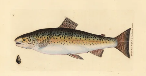 Brunørret, Salmo trutta fario (Gillaroo-ørret, Salmo fario). Håndfarget kobberstikk av James Sowerby fra The British Miscellany, eller fargede figurer av nye, sjeldne eller lite kjente dyreemner.