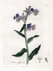 Bugloss officinale - Bugloss, Anchusa officinalis. Håndfarget kobberstikk fra en botanisk illustrasjon av James Sowerby fra William Woodville og Sir William Jackson Hookers "" Medical Botany,"" John Bohn, London