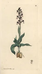 Brent-tupp orkidé, Neotinea ustulata (Dverg orchis, Orchis ustulata). Håndfarget kobberstikk etter en illustrasjon av James Sowerby fra James Smith's English Botany, London