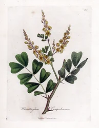 Campeche eller campeche wood - Logwood, Haematoxylum campechianum. Håndfarget kobberstikk fra en botanisk illustrasjon av James Sowerby fra William Woodville og Sir William Jackson Hookers "" Medical Botany,"" John Bohn, London