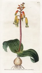Cape Town Cuckoo - Litografi av James Sowerby (1757-1822), tallerken fra Botanical Magazine av William Curtis (1746-1799)