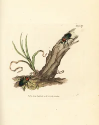 Carabus nitens bille. Håndfarget kobberstikk av James Sowerby fra The British Miscellany, eller fargede figurer av nye, sjeldne eller lite kjente dyreemner.