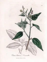Cascarille officinale eller mykt eller imitert quinquina-tre - Cascarilla, Croton (Clutia) eluteria. Håndfarget kobberstikk fra en botanisk illustrasjon av James Sowerby fra William Woodville og Sir William Jackson Hookers "" Medical Botany,&quot