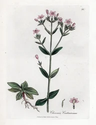 Centauree Chironia - Centaury, Chironia centaurium. Håndfarget kobberstikk fra en botanisk illustrasjon av James Sowerby fra William Woodville og Sir William Jackson Hookers "" Medical Botany,"" John Bohn, London