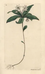 Chickweed vintergrønn, Lysimachia europaea (Trientalis europaea) (Trientale d'Europe) Håndfarget kobberstikk etter en illustrasjon av James Sowerby fra James Smith's English Botany, London