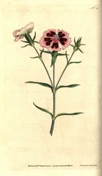 Kina nellik - Kina rosa eller indisk rosa, Dianthus chinensis. Håndfarget kobberstikk og botanisk illustrasjon av James Sowerby fra William Curtis' The Botanical Magazine, Lambeth Marsh, London