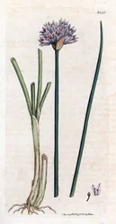 Gressløk (Allium schoenoprasum). Håndfarget kobbergravering fra en botanisk illustrasjon av James Sowerby for James Smiths bok "English botanical"" (1790-1814). Den utrettelige Sowerby (1757-1822) tegnet mer enn 2500 planter for Smith Mammot