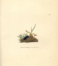 Klikkbille, Selatosomus aeneus (Elater cyaneus). Håndfarget kobberstikk av James Sowerby fra The British Miscellany, eller fargede figurer av nye, sjeldne eller lite kjente dyreemner.