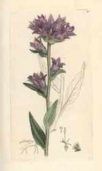 Klokkeblomst, Campanula glomerata (Campanule agglomeree) Håndfarget kobberstikk etter en illustrasjon av James Sowerby fra James Smith's English Botany, London