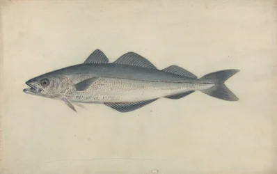 Kullfisk