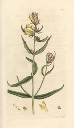 Vanlig kuhvete, Melampyrum pratense (Melampyre des pres, Wood hirse, Cochelet, Yellow savory) Håndfarget kobberstikk etter en illustrasjon av James Sowerby fra James Smith's English Botany, London
